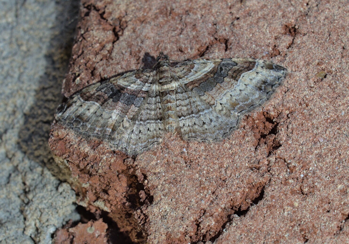 The female pictured is way nicer that the boring males_20210903.jpg